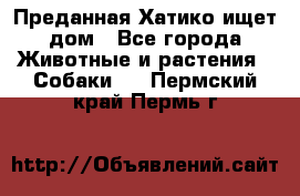 Преданная Хатико ищет дом - Все города Животные и растения » Собаки   . Пермский край,Пермь г.